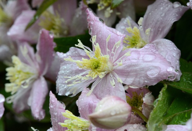 Clematis 'Montana' after the rain
