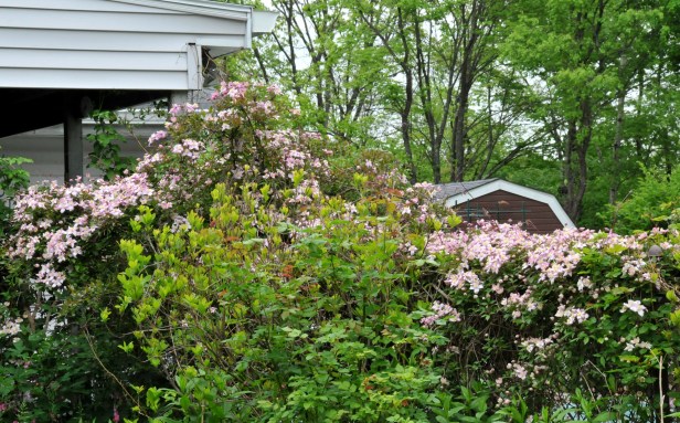Making its ascent to the patio roof after climbing over the Abelia