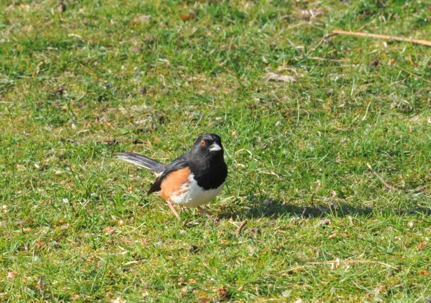 Eastern towhees have been visiting the ground below one of the feeder this year.