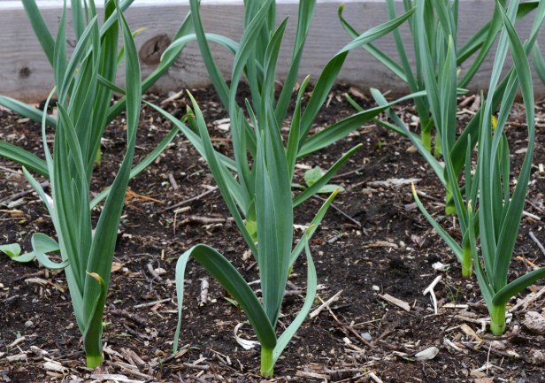 Put the garlic cloves in last October and they came up in March.