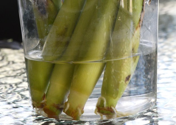 The roots start to come out after a few days.  I keep them in the water until it is warm enough outside to plant them.