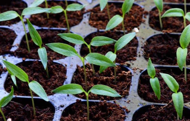 Chili pepper seedlings just starting to produce true leaves.  I hope to be able to put them in their pot in the next few days.