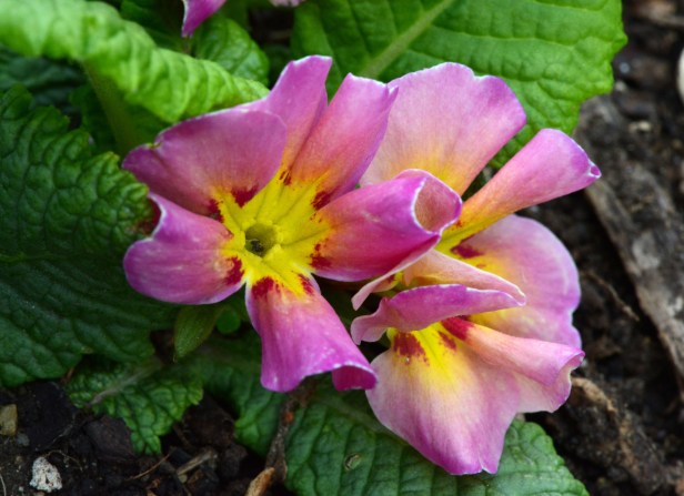 Curly petals with large flowers.