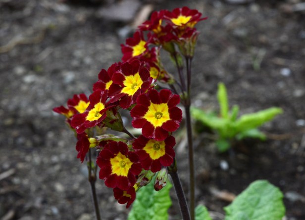 This burgundy one retains its dark color and has longer flower stems.