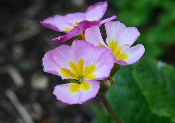 Paler pink, without red mark and longer stems.