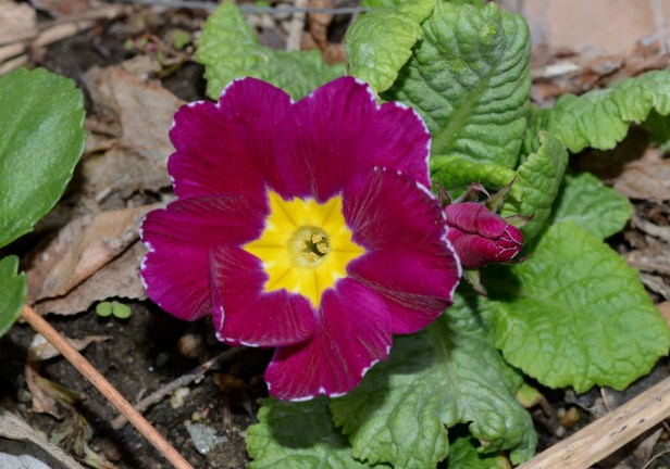 Deep burgundy with light color trim