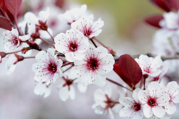 Aside from pretty flowers, Sand cherry also has a very strong honey scent.