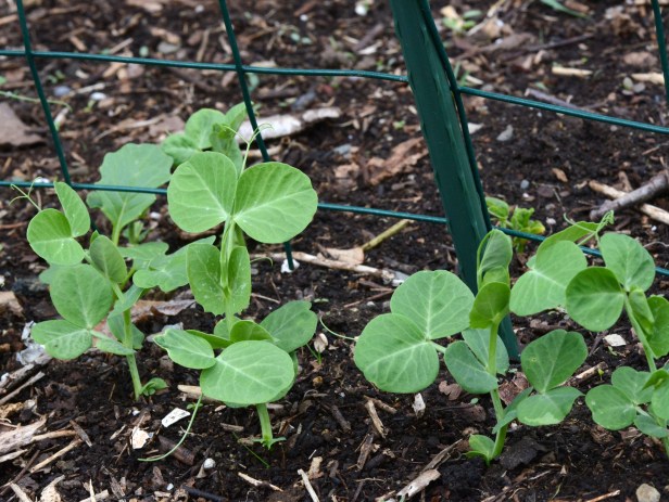 These Snap peas were sown directly in the soil.  I don't have to cover them even on a 39 degree night.
