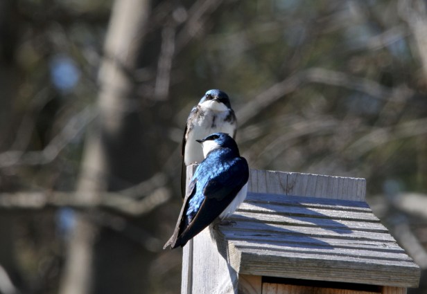 Tree Swallows by the vegetable garden.