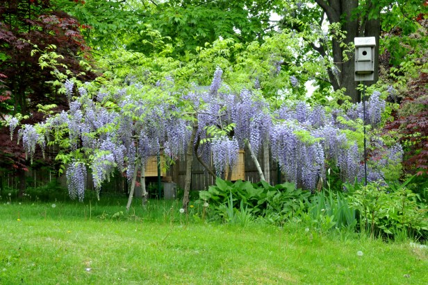 Flanked by Japanese Maples, with two bee hives in the back and a nest box currently occupied by a Blue bird family with two chicks.
