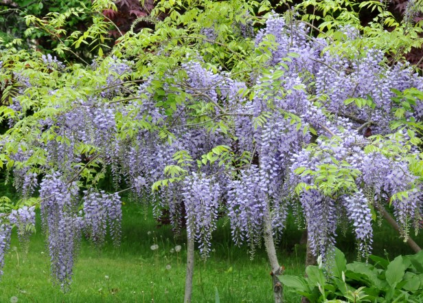 Using Birch branches as supports