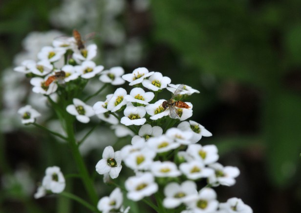 Multiple Hover flys on the Alyssum