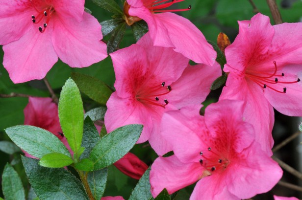 This pink Azalea still blooms after the rest of our Azaleas have gone