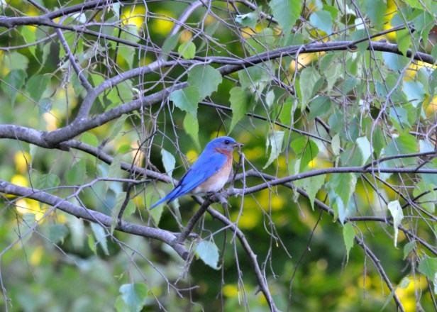 Male Bluebird with a worm waiting to feed his chicks.