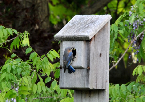 Female Bluebird just about to feed her chicks