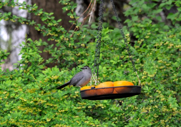 A Gray Catbird tapping the oranges.