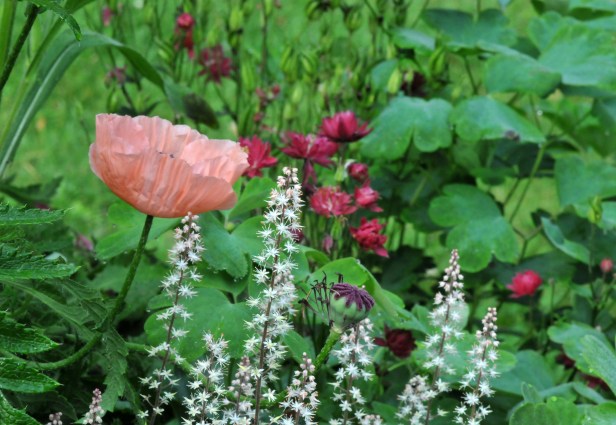 Oriental poppy among Sea foam and Columbine
