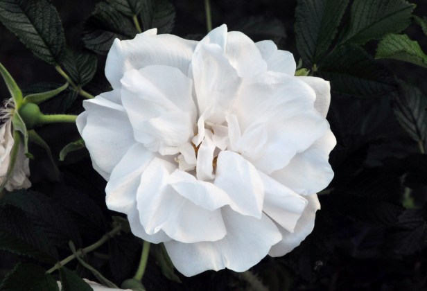 Pure white Rugosa 'Blanc de Coubert' with citrus scent