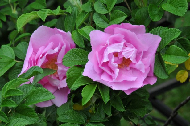 Lovely pink Rugosa 'Foxi' with very strong scent.  Bees love to forage in them