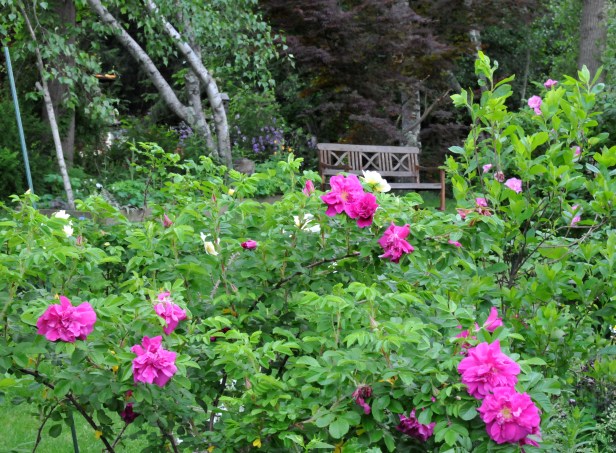Rugosa 'Hansa' is deep pink and highly fragrant. They produce big rose hips.  I left some of the hips on so I can use them for tea.