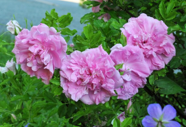 Rugosa 'Doreen Pike' close up