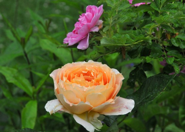 Antique caramel blooms right next to Rosa rugosa 'Mrs Doreen Pike'
