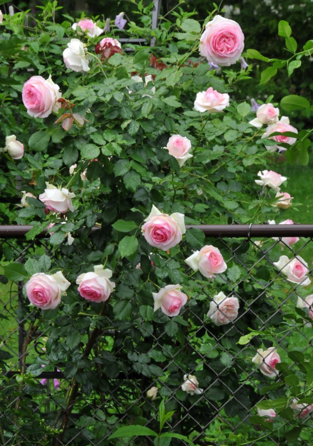 'Eden' still blooming.  It's happier this year since I pruned the lilac next to it; providing more air flow.