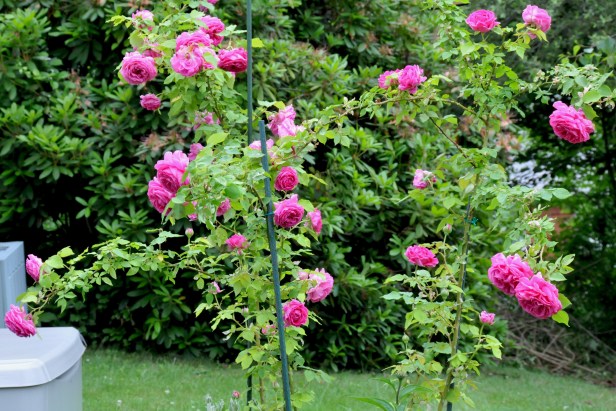 Each flower of MME Isaac Pereire rose is so heavy that I have to stake them to keep them upright. 