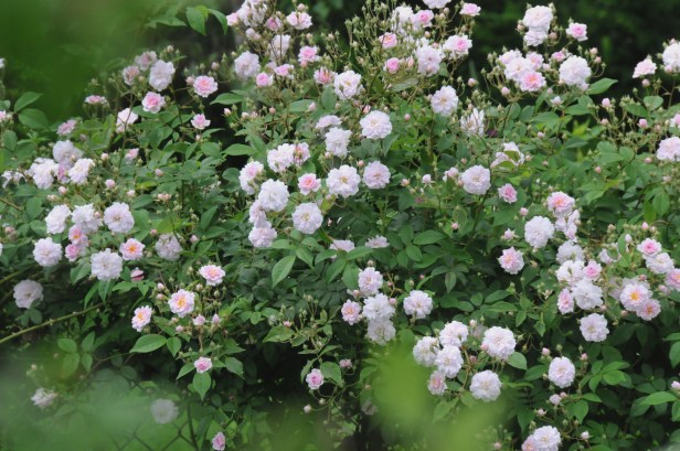 Loaded with small pink flowers having a honey scent