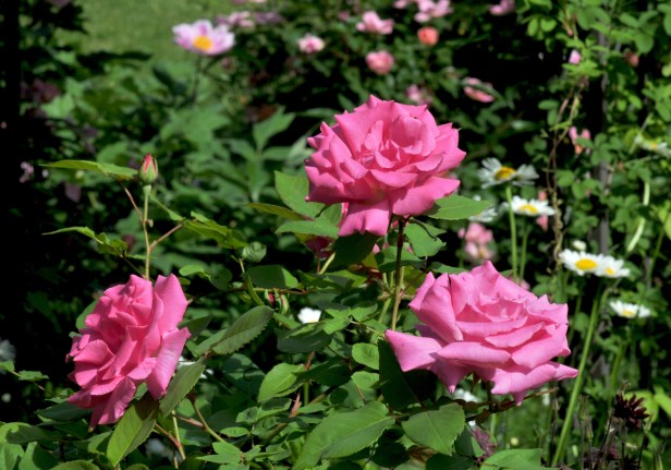 Zephirine Drouhin with Knockout rose in the background