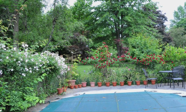 We grow climbing and rambling roses to cover the unsightly pool fence.  This is where Paul's Himalayan Musk and Blaze meet.