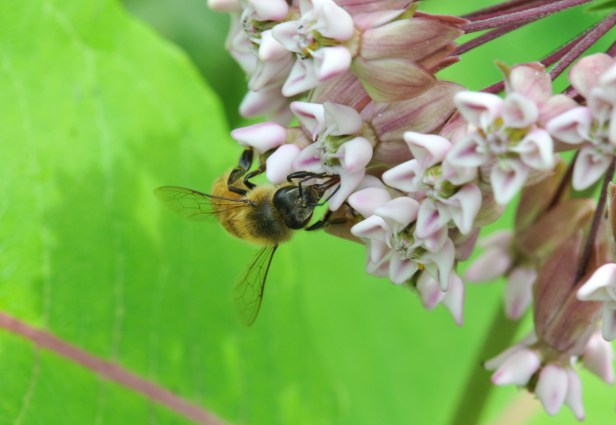 Busy taking nectar