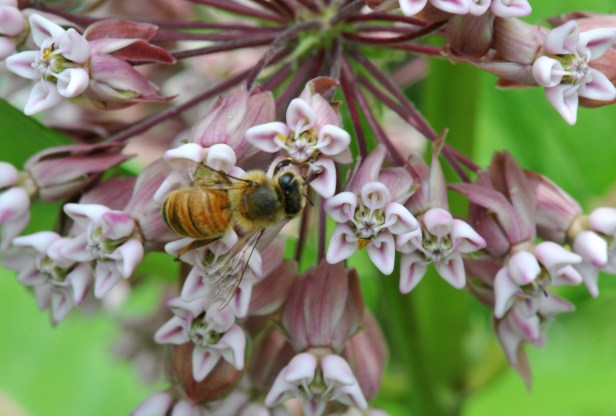 Honey bee taking nectar from the flowers