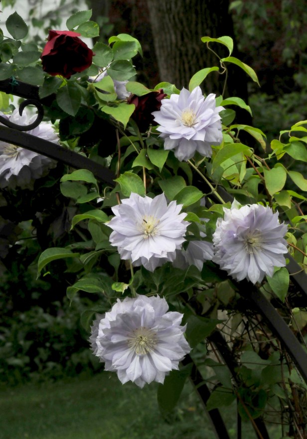 Clematis 'Belle of Woking' next to a 'Blaze' rose