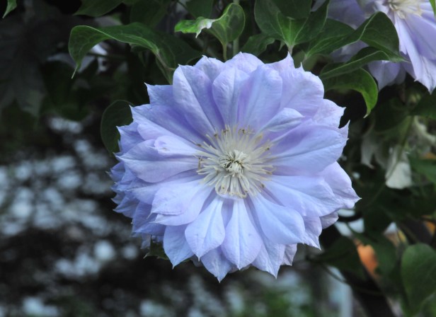 Belle of woking close up