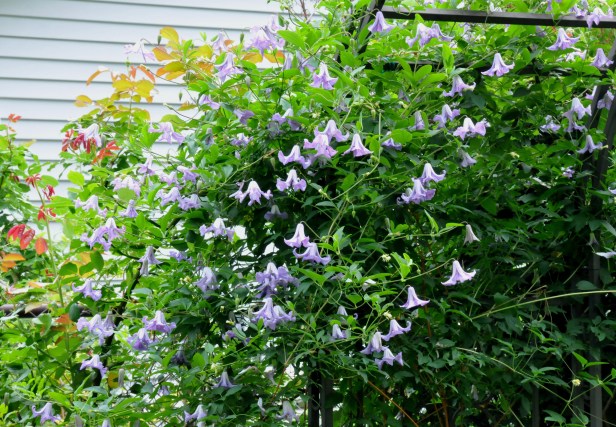 Clematis 'Betty Corning' next to the newly sprouted 'Eden' rose