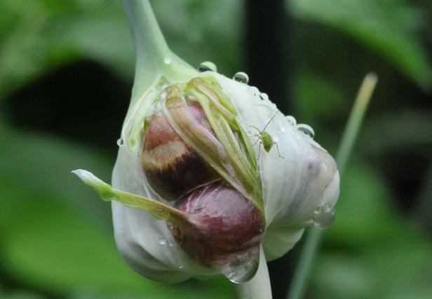 Garlic, with a small wanderer passing through