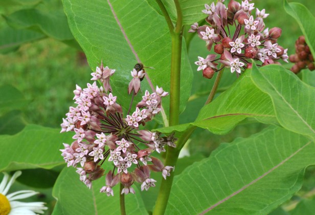 Milkweed flower