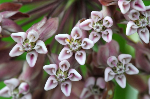 Milkweed flower close up
