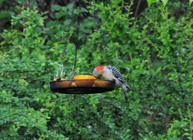 A female Red-bellied woodpecker packing in some orange before taking some for her young