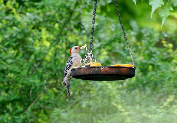 She packed her beak full of orange and returned to her nest (this photo is a VidCap)