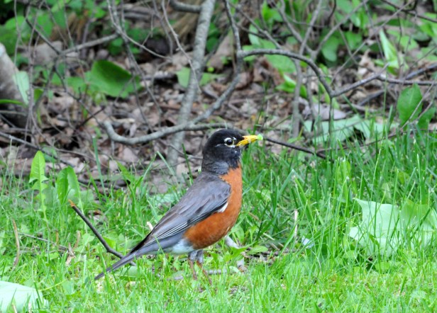 American Robin picking a caterpillar for their young