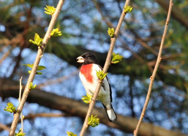 Male Rose-breasted Grosbeak munching on a seed