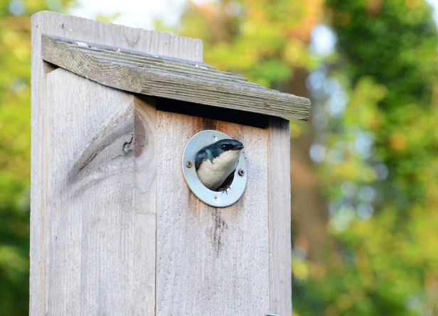 Tree Swallow keeps her eyes on me while I was working nearby and stayed put even when I was a couple feet away.