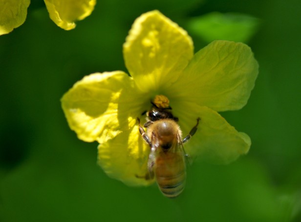 I'm not sure whether to classify this under vegetable or herb since its properties fall under both.