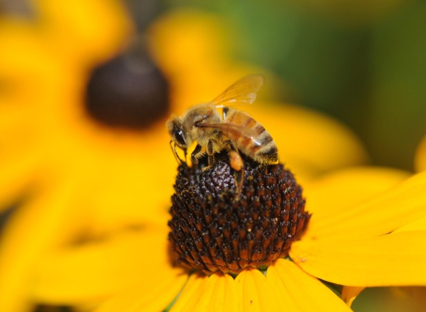 This lady goes from flower to flower, non-stop