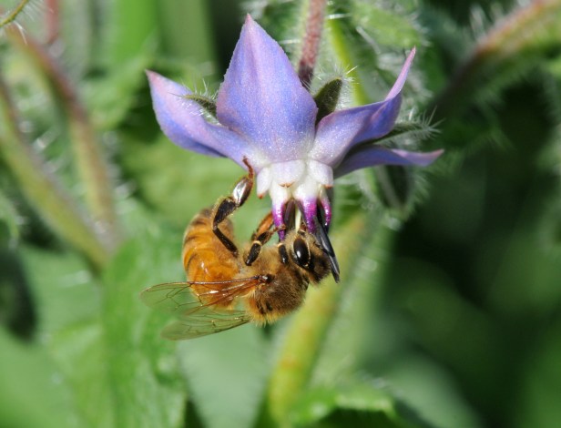 Star shaped blue flower, sometime pink, is a beautiful addition for a vegetable garden.