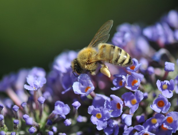 I need air traffic control on the Butterfly bush
