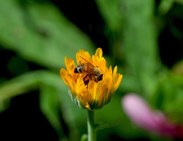 Calendula comes in many shade of yellow and orange