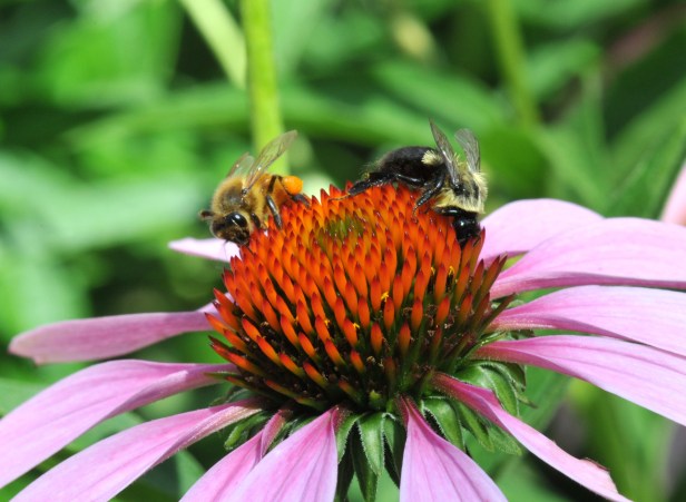 Honey bee and bumblebee sharing nectar on an Echinacea